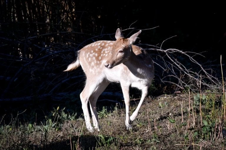 Πυροσβέστες σώζουν ελάφι στα Άνω Λιόσια – Εντυπωσιακές εικόνες